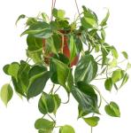 Shop Succulents Heartleaf Philodenron Brasil Hanging Plant, Live Indoor Plant, Easy Care Hanging Ivy Houseplant in Nursery Pot, Air Purifying Plant in Soil, Housewarming, Home Décor, Trails 2-4 Feet