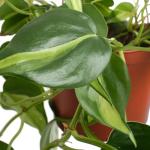 Shop Succulents Heartleaf Philodenron Brasil Hanging Plant, Live Indoor Plant, Easy Care Hanging Ivy Houseplant in Nursery Pot, Air Purifying Plant in Soil, Housewarming, Home Décor, Trails 2-4 Feet