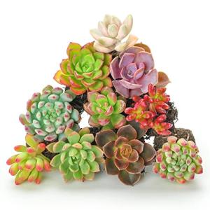 Sprout N Green 10 Assorted Succulents with Root, 10 Different Varieties Live Plants Collection, Without Plant Pot, Great for Gardener Beginner, DIY Projects, Wedding Party Favor
