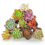 Sprout N Green 10 Assorted Succulents with Root, 10 Different Varieties Live Plants Collection, Without Plant Pot, Great for Gardener Beginner, DIY Projects, Wedding Party Favor