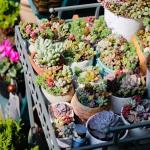 Sprout N Green 10 Assorted Succulents with Root, 10 Different Varieties Live Plants Collection, Without Plant Pot, Great for Gardener Beginner, DIY Projects, Wedding Party Favor