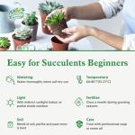 Sprout N Green 10 Assorted Succulents with Root, 10 Different Varieties Live Plants Collection, Without Plant Pot, Great for Gardener Beginner, DIY Projects, Wedding Party Favor