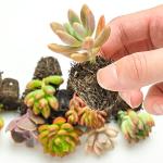 Sprout N Green 10 Assorted Succulents with Root, 10 Different Varieties Live Plants Collection, Without Plant Pot, Great for Gardener Beginner, DIY Projects, Wedding Party Favor