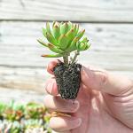 Sprout N Green 10 Assorted Succulents with Root, 10 Different Varieties Live Plants Collection, Without Plant Pot, Great for Gardener Beginner, DIY Projects, Wedding Party Favor