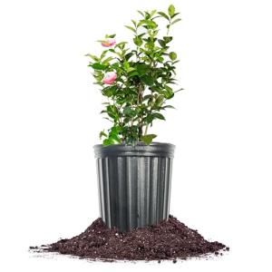 Perfect Plants Pink Perfection Camellia Bush 1 Gallon | Live Shrub for Outdoor Planting | Evergreen Foliage Stays Green All Year Long | Beautiful Pink Flowers in Spring