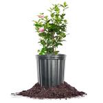 Perfect Plants Pink Perfection Camellia Bush 1 Gallon | Live Shrub for Outdoor Planting | Evergreen Foliage Stays Green All Year Long | Beautiful Pink Flowers in Spring