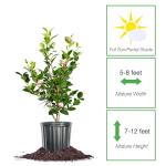 Perfect Plants Pink Perfection Camellia Bush 1 Gallon | Live Shrub for Outdoor Planting | Evergreen Foliage Stays Green All Year Long | Beautiful Pink Flowers in Spring