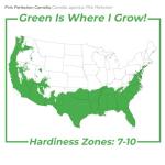 Perfect Plants Pink Perfection Camellia Bush 1 Gallon | Live Shrub for Outdoor Planting | Evergreen Foliage Stays Green All Year Long | Beautiful Pink Flowers in Spring