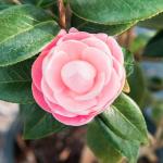 Perfect Plants Pink Perfection Camellia Bush 1 Gallon | Live Shrub for Outdoor Planting | Evergreen Foliage Stays Green All Year Long | Beautiful Pink Flowers in Spring