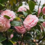 Perfect Plants Pink Perfection Camellia Bush 1 Gallon | Live Shrub for Outdoor Planting | Evergreen Foliage Stays Green All Year Long | Beautiful Pink Flowers in Spring