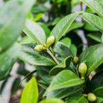 Perfect Plants Pink Perfection Camellia Bush 1 Gallon | Live Shrub for Outdoor Planting | Evergreen Foliage Stays Green All Year Long | Beautiful Pink Flowers in Spring