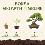 AVERGO Bonsai Tree Kit – Grow 5 Unique Varieties
