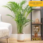 Costa Farms Cat Palm - Indoor Potted Houseplant