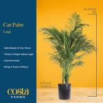 Costa Farms Cat Palm - Indoor Potted Houseplant