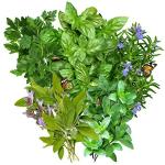 Seed Needs, Italian Herb Seed Packet Collection (5 Individual Seed Varieties for Planting) Non-GMO & Untreated - Oregano, Basil, Rosemary, Sage and Parsley