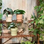 Newman House Studio Vintage St Francis Garden Statue - 15.2 Inch Resin Patron of Animal Figurine Saint Francis Sculpture with Sheep for Garden Decor