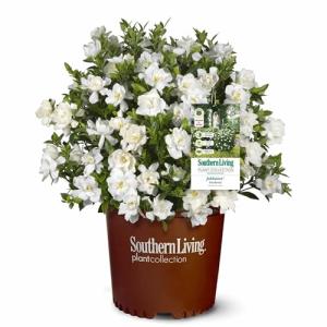 Perfect Plants Jubilation Gardenia by Southern Living in 1 Gal. Grower’s Pot | Fragrant, Compact White Flowering Shrub | Blooms Spring Through Fall | Attracts Pollinators | Easy to Grow | Zones 7-10