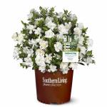 Perfect Plants Jubilation Gardenia by Southern Living in 1 Gal. Grower’s Pot | Fragrant, Compact White Flowering Shrub | Blooms Spring Through Fall | Attracts Pollinators | Easy to Grow | Zones 7-10