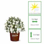 Perfect Plants Jubilation Gardenia by Southern Living in 1 Gal. Grower’s Pot | Fragrant, Compact White Flowering Shrub | Blooms Spring Through Fall | Attracts Pollinators | Easy to Grow | Zones 7-10