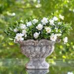 Perfect Plants Jubilation Gardenia by Southern Living in 1 Gal. Grower’s Pot | Fragrant, Compact White Flowering Shrub | Blooms Spring Through Fall | Attracts Pollinators | Easy to Grow | Zones 7-10