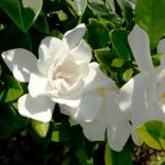 Perfect Plants Jubilation Gardenia by Southern Living in 1 Gal. Grower’s Pot | Fragrant, Compact White Flowering Shrub | Blooms Spring Through Fall | Attracts Pollinators | Easy to Grow | Zones 7-10
