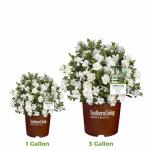 Perfect Plants Jubilation Gardenia by Southern Living in 1 Gal. Grower’s Pot | Fragrant, Compact White Flowering Shrub | Blooms Spring Through Fall | Attracts Pollinators | Easy to Grow | Zones 7-10