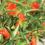 Brussel's Bonsai Live Pomegranate Outdoor Bonsai Tree-3 Years Old 6" to 10" Tall with Decorative Container, Medium