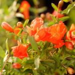 Brussel's Bonsai Live Pomegranate Outdoor Bonsai Tree-3 Years Old 6" to 10" Tall with Decorative Container, Medium