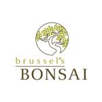 Brussel's Bonsai Live Pomegranate Outdoor Bonsai Tree-3 Years Old 6" to 10" Tall with Decorative Container, Medium