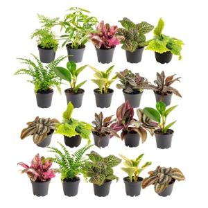 Costa Farms Live Mini Indoor Plants in Plastic Pots, Air Purifying Houseplants, Assorted Varieties, Home, Room, or Office Decor, House Warming or Birthday Gift, 4-6 Inches Tall, Pack of 20