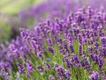 Greenwood Nursery: Live Perennial Plants - Provence Lavender + Lavandula x Intermedia - [Qty: 2X Pint Pots] - (Click for Other Available Plants/Quantities)