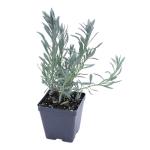 Greenwood Nursery: Live Perennial Plants - Provence Lavender + Lavandula x Intermedia - [Qty: 2X Pint Pots] - (Click for Other Available Plants/Quantities)