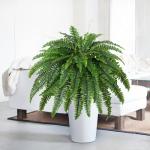 Dkaltm Artificial Boston Fern Bush- Set of 2 Large Artificial Ferns for Outdoors, 45Inch Large Faux Ferns, Suitable for Office & Living Room Decor, 55Branches for Each Bouquet