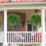 Dkaltm Artificial Boston Fern Bush- Set of 2 Large Artificial Ferns for Outdoors, 45Inch Large Faux Ferns, Suitable for Office & Living Room Decor, 55Branches for Each Bouquet