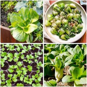 Mixrug 2000+ Organic Bok Choy Seeds for Planting Outdoors-Bokchoy Seeds Non-GMO Heirloom-Asian Vegetable Seed Heirloom Fast Growing High Germination for Home Outdoor Garden