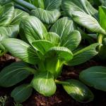 Mixrug 2000+ Organic Bok Choy Seeds for Planting Outdoors-Bokchoy Seeds Non-GMO Heirloom-Asian Vegetable Seed Heirloom Fast Growing High Germination for Home Outdoor Garden