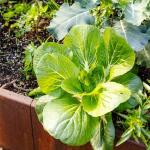 Mixrug 2000+ Organic Bok Choy Seeds for Planting Outdoors-Bokchoy Seeds Non-GMO Heirloom-Asian Vegetable Seed Heirloom Fast Growing High Germination for Home Outdoor Garden