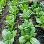 Mixrug 2000+ Organic Bok Choy Seeds for Planting Outdoors-Bokchoy Seeds Non-GMO Heirloom-Asian Vegetable Seed Heirloom Fast Growing High Germination for Home Outdoor Garden