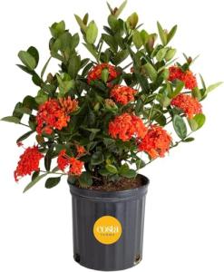 Orange Ixora Blooming Outdoor Plant by Costa Farms