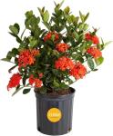 Orange Ixora Blooming Outdoor Plant by Costa Farms