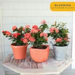 Orange Ixora Blooming Outdoor Plant by Costa Farms
