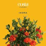 Orange Ixora Blooming Outdoor Plant by Costa Farms