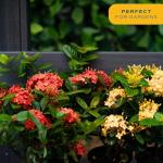Orange Ixora Blooming Outdoor Plant by Costa Farms