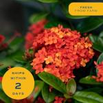 Orange Ixora Blooming Outdoor Plant by Costa Farms