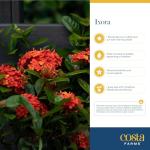 Orange Ixora Blooming Outdoor Plant by Costa Farms