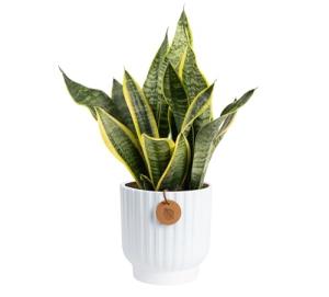 Costa Farms Snake Plant, Live Plant in Decorative Pot, Easy to Maintain, Air Purifying Succulent Indoor Houseplant Assorted Variety, Home, Room, or Office Décor, 12-20 Inches Tall