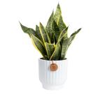 Costa Farms Snake Plant, Live Plant in Decorative Pot, Easy to Maintain, Air Purifying Succulent Indoor Houseplant Assorted Variety, Home, Room, or Office Décor, 12-20 Inches Tall
