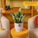 Costa Farms Snake Plant, Live Plant in Decorative Pot, Easy to Maintain, Air Purifying Succulent Indoor Houseplant Assorted Variety, Home, Room, or Office Décor, 12-20 Inches Tall