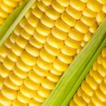 The Old Farmer's Almanac Heirloom Sweet Corn Seeds (Golden Bantam) - Approx 75 Seeds - Non-GMO, Open Pollinated, USA Origin