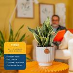 Costa Farms Snake Plant, Live Plant in Decorative Pot, Easy to Maintain, Air Purifying Succulent Indoor Houseplant Assorted Variety, Home, Room, or Office Décor, 12-20 Inches Tall